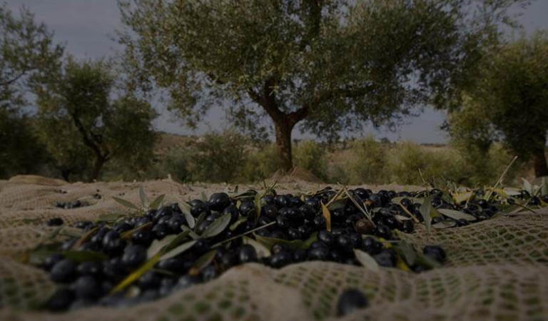 Extra virgen olijfolies